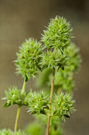 Spanish marjoram