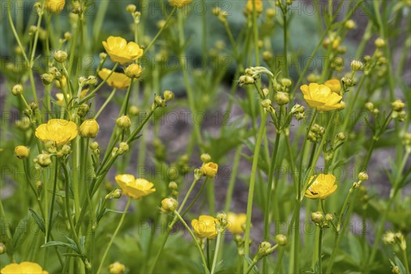 Woolly buttercup