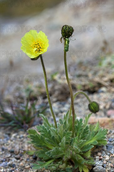 Arctic poppy