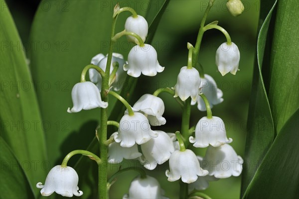 Lily of the Valley