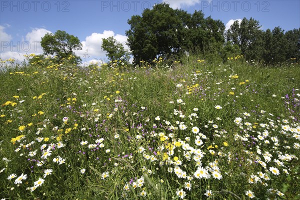 Grassland with Marguerite