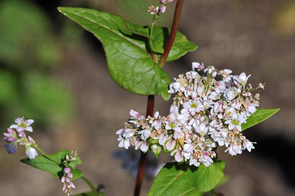 Buckwheat