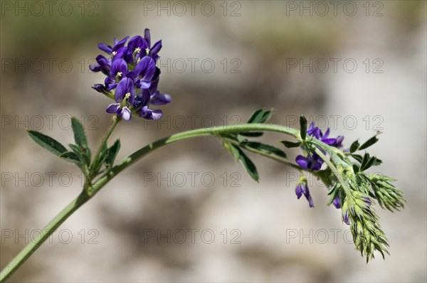 Alfalfa