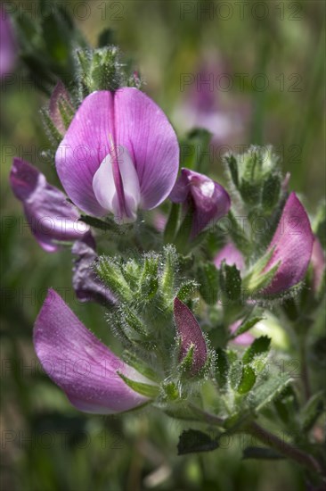 Spiny restharrow