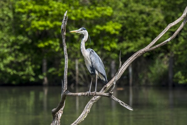 Grey heron