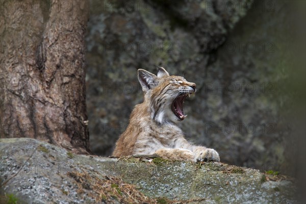 European lynx