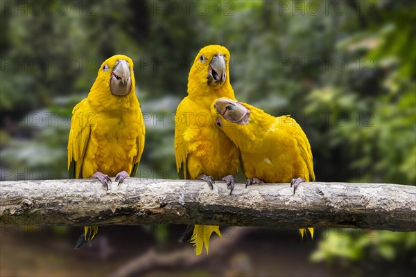 Three golden parakeets