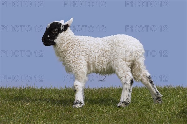 Black and white domestic sheep lamb in meadow