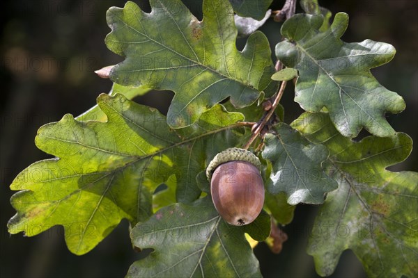 Acorns and leaves of English oak