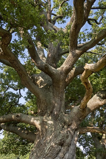 Centuries old English oak