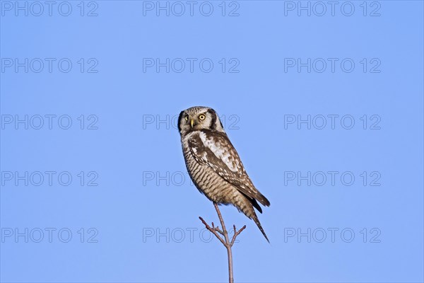 Northern hawk-owl