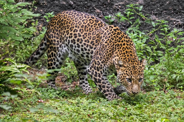 Javan leopard