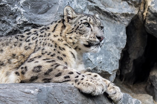 Snow leopard