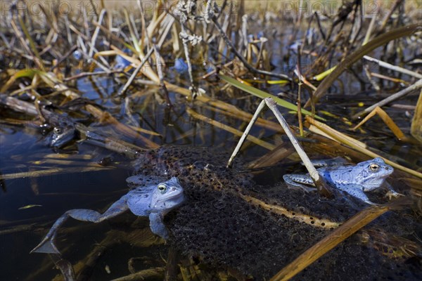 Moor Frog