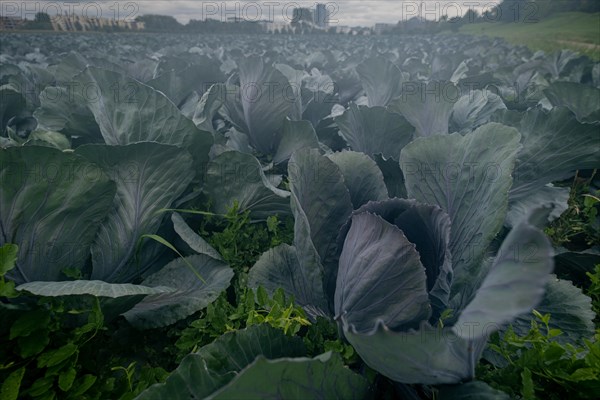 Filder-Rotkohl. Red Cabbage on the field in a suburbian of Stuttgart Baden-Wuerttemberg