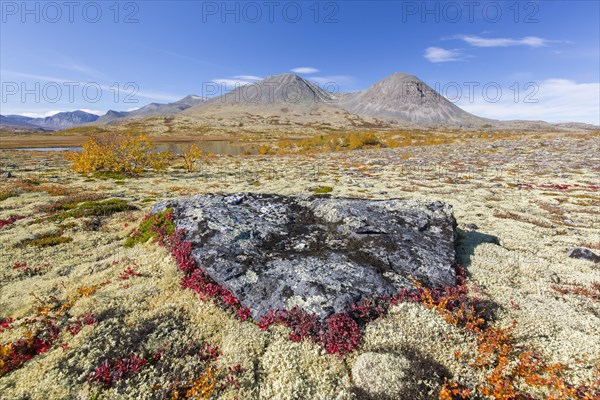 Alpine bearberry and reindeer lichen on the tundra in autumn and the Stygghoin mountain range at Doraldalen