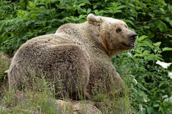 Brown bear in the bear sanctuary of Keterevo