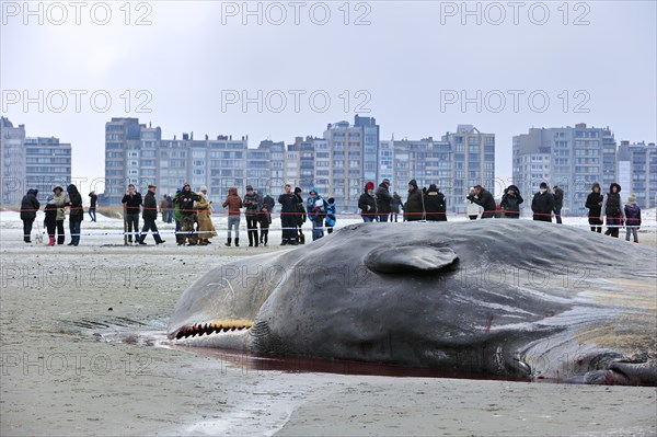 Stranded sperm whale