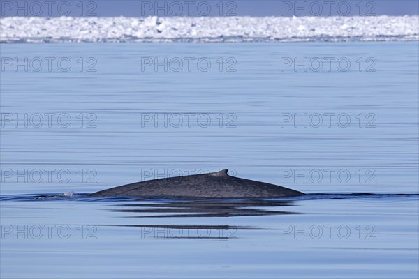 Blue whale