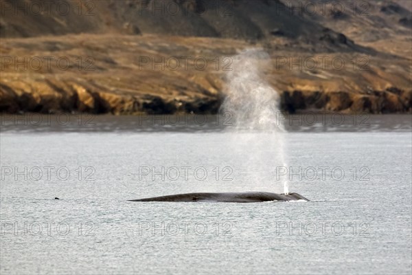 Blow through blowhole of blue whale
