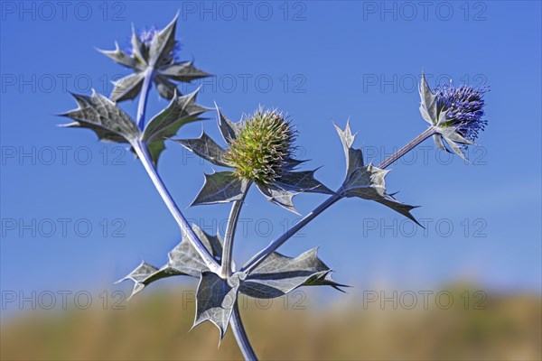 Sea holly