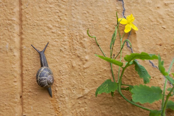 Common garden snail