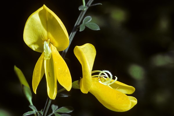 Common Broom