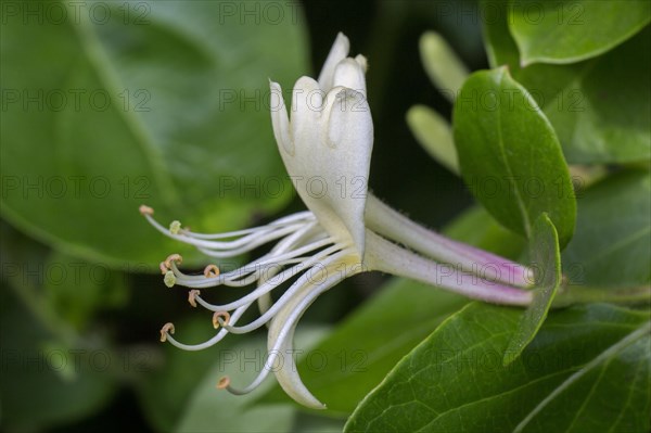 Common honeysuckle