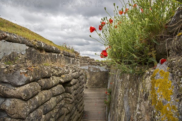 Poppies growing on sandbags at the Dodengang