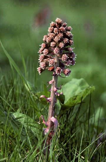 Common butterbur