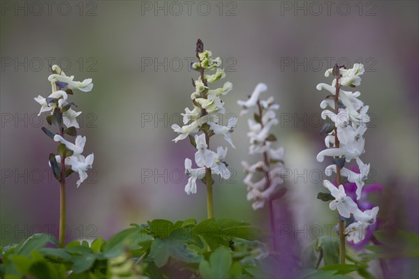 Bulbous Corydalis