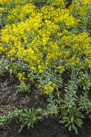 Dyer's woad