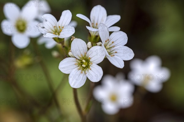 Meadow saxifrage