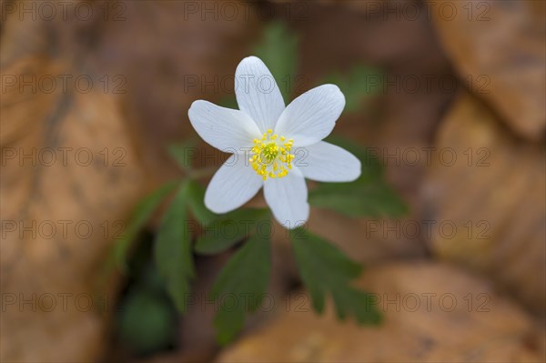 Wood anemone