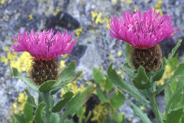 Singleflower knapweed