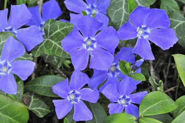 Lesser periwinkle