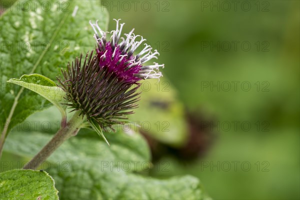 Lesser burdock