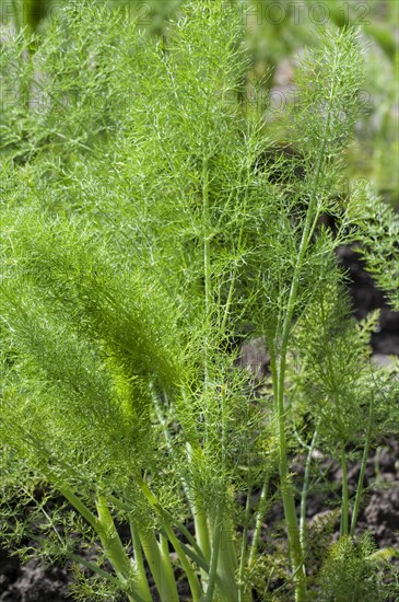 Fennel