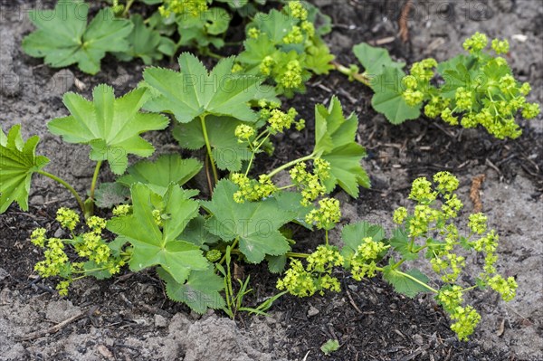 Lady's mantle