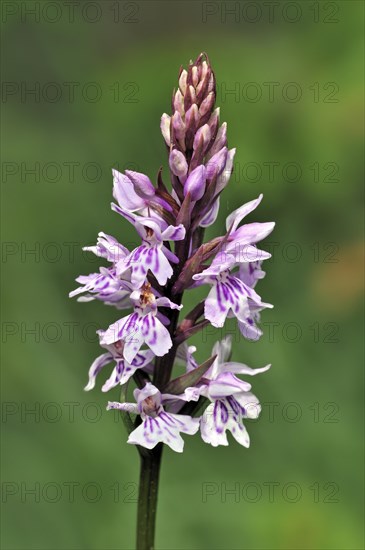 Common spotted orchid