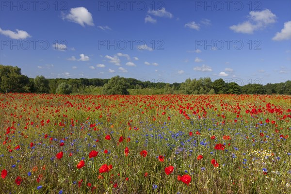 Corn poppies