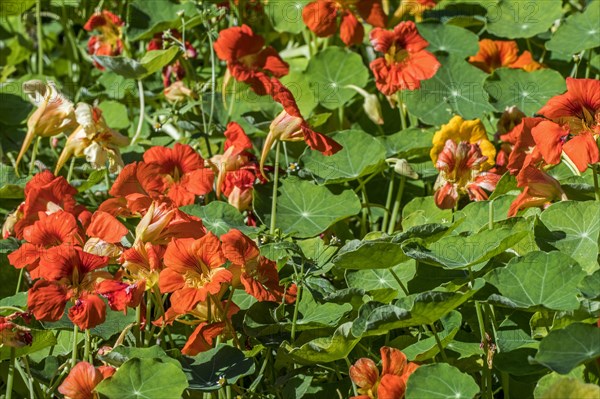 Garden nasturtium