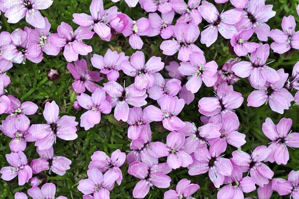 Moss campion