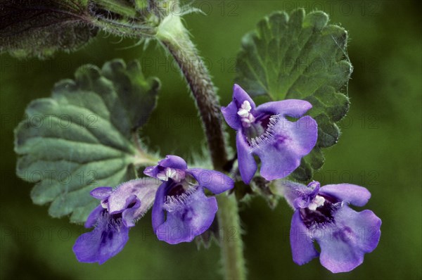 Ground ivy