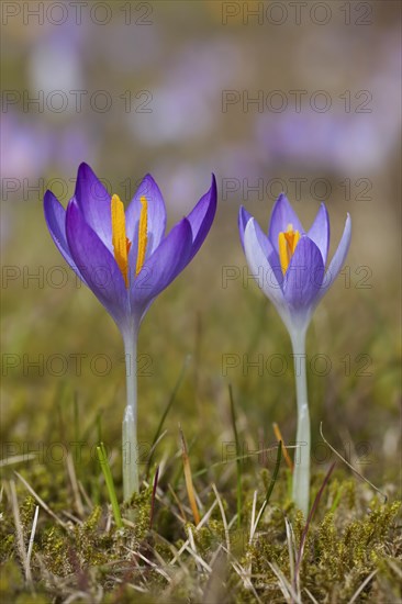 Two spring crocuses