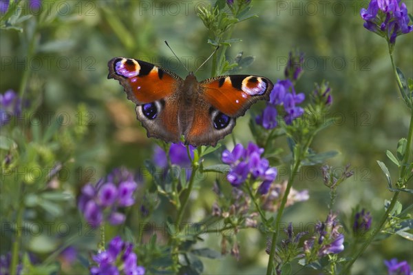 European Peacock butterfly