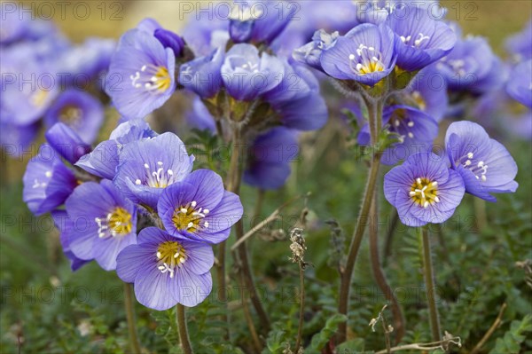 Boreal Jacobs-ladder