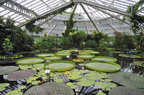 Giant water lily pads in the Victoria House