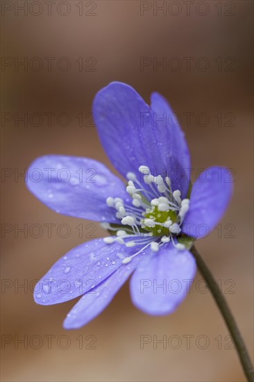 Common Hepatica