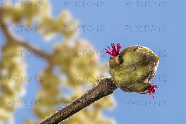 Common hazel